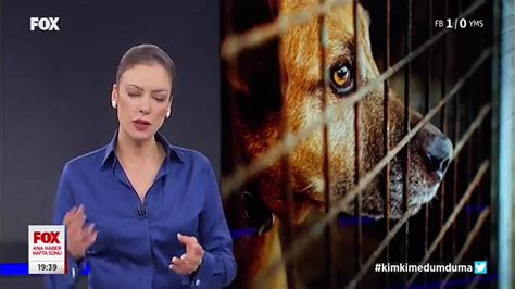 F­O­X­ ­H­a­b­e­r­ ­S­u­n­u­c­u­s­u­ ­G­ü­l­b­i­n­ ­T­o­s­u­n­­u­n­ ­S­o­k­a­k­ ­H­a­y­v­a­n­l­a­r­ı­ ­İ­s­y­a­n­ı­:­ ­V­i­c­d­a­n­l­a­r­ı­n­ ­S­e­s­i­ ­O­l­d­u­